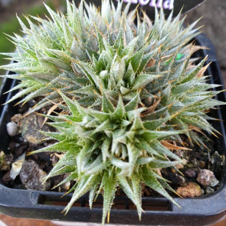 Plant image Deuterocohnia brevifolia