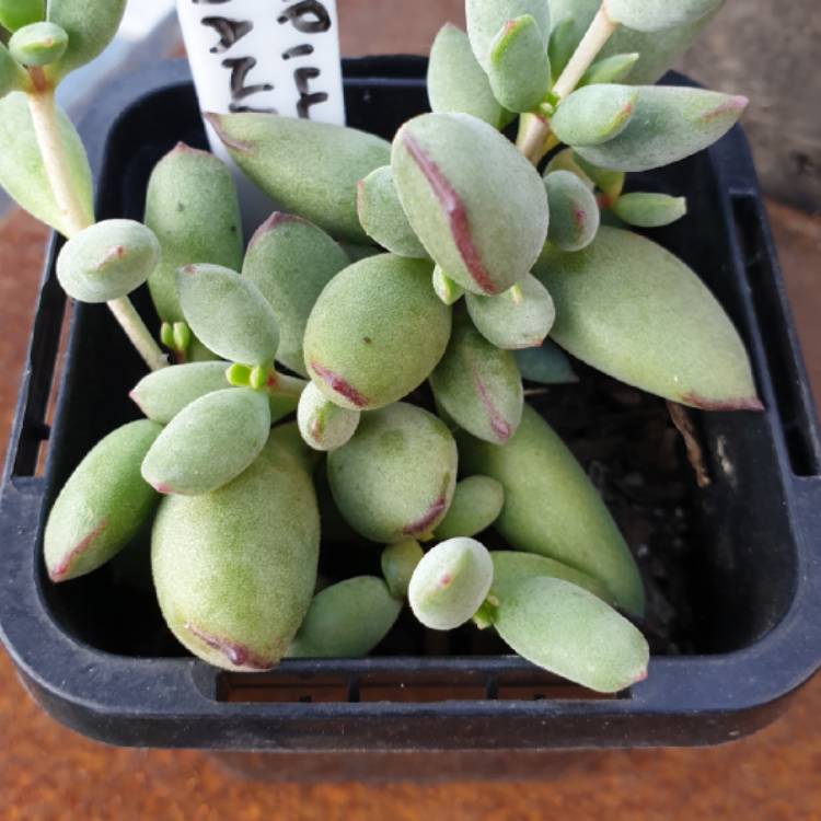 Plant image Cotyledon Papillaris 