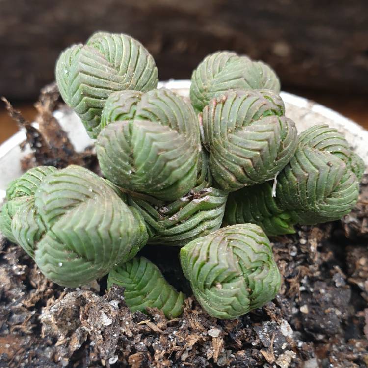 Plant image Crassula quadrangularis syn. Crassula pyramidalis