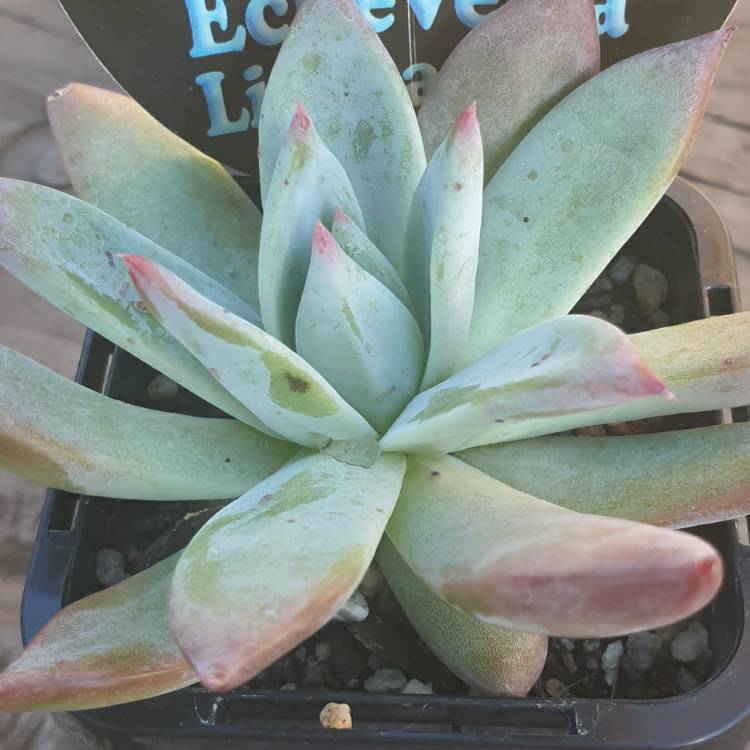 Plant image Echeveria Colorata Forma Lindsayana