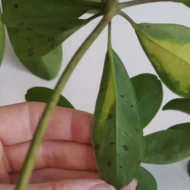 Variegated Umbrella Tree