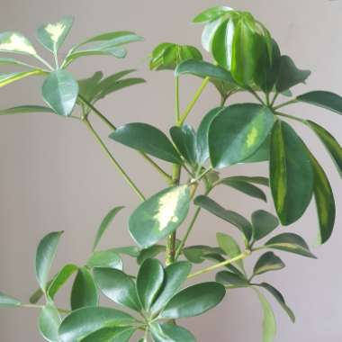 Variegated Umbrella Tree