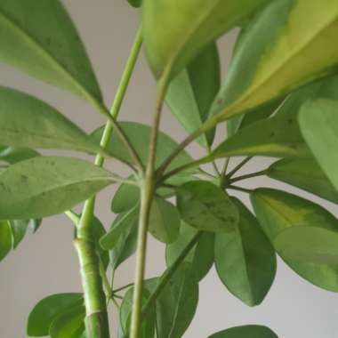 Variegated Umbrella Tree