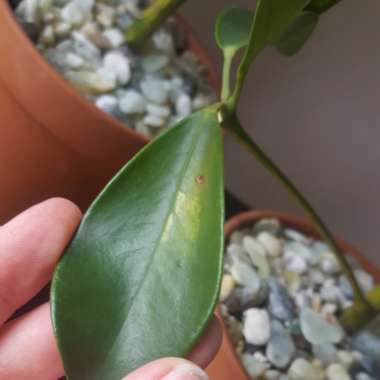 Variegated Umbrella Tree