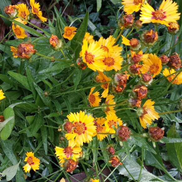 Plant image Coreopsis grandiflora 'Baby Sun'