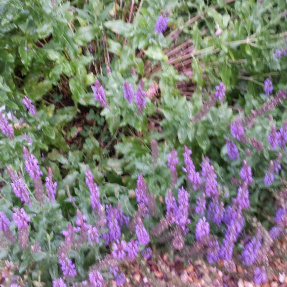 Plant image Salvia x sylvestris 'Blauhugel' syn. Salvia nemorosa 'Blue Mound', Salvia nemorosa 'Blauhugel', Salvia 'Blue Hills'