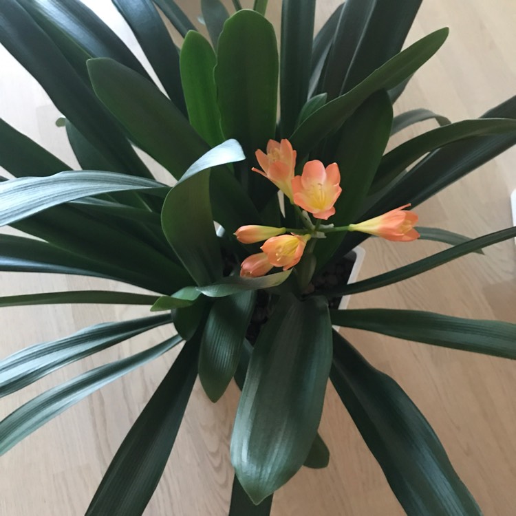 Plant image Clivia x cyrtanthiflora