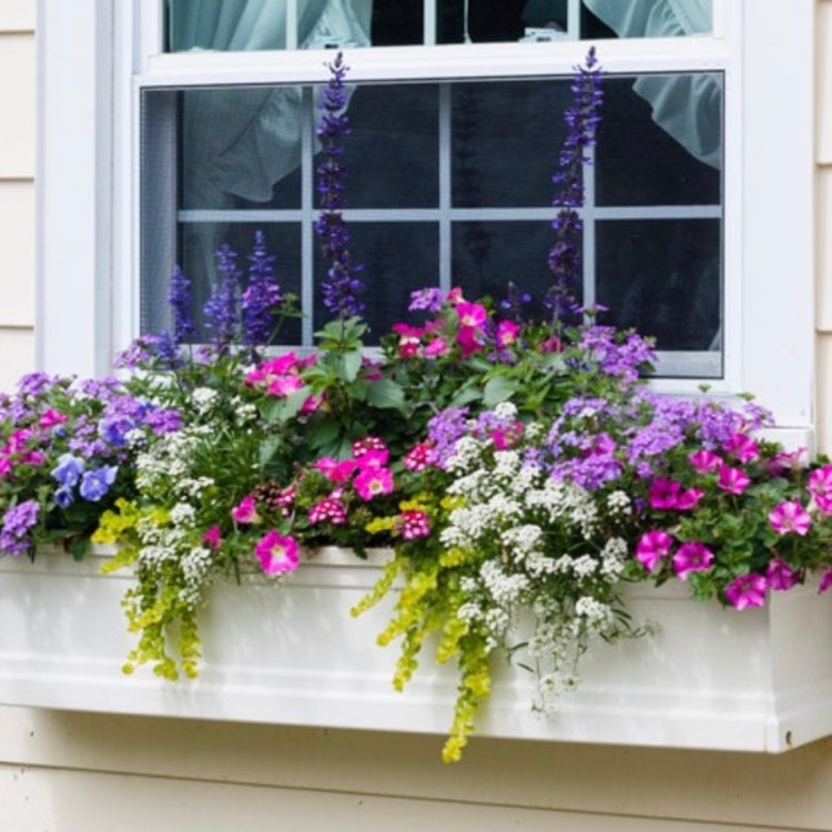 Plant image Petunia Fanfare 'Creme de Cassis'