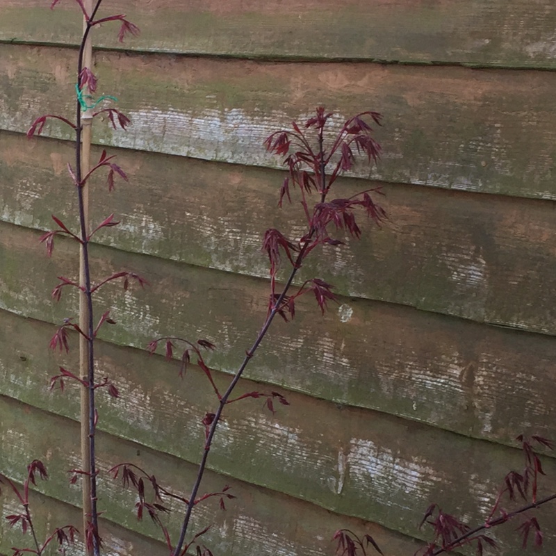 Japanese Maple