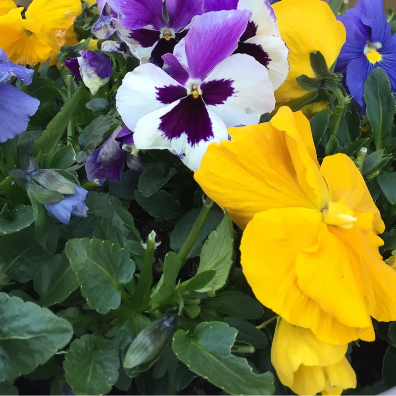 Plant image Viola x wittrockiana 'Imperial series'