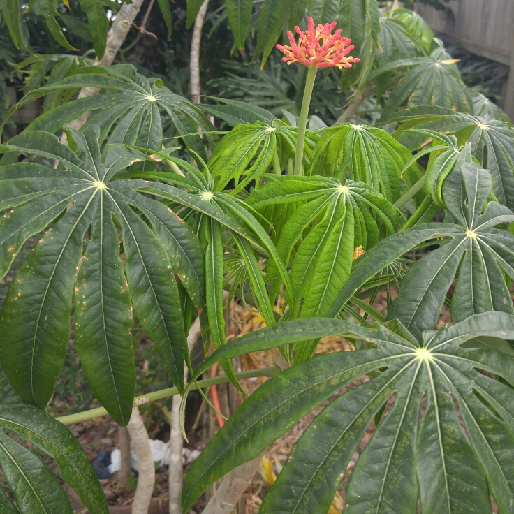 Plant image Jatropha