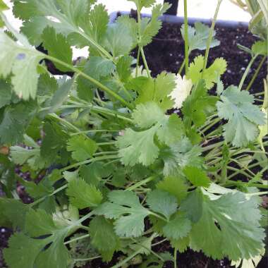 Coriander