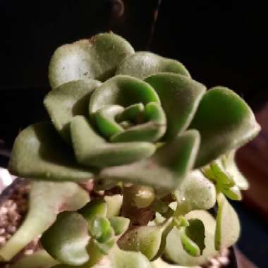 Aeonium 'Lily Pad'