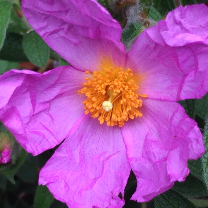 Plant image Cistus x purpureus 'Betty Taudevin'