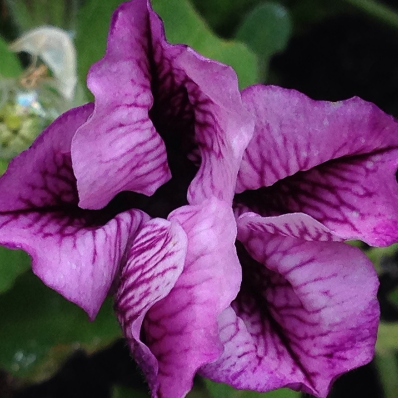 Plant image Petunia 'Littletunia Blue Vein' (Littletunia Series)