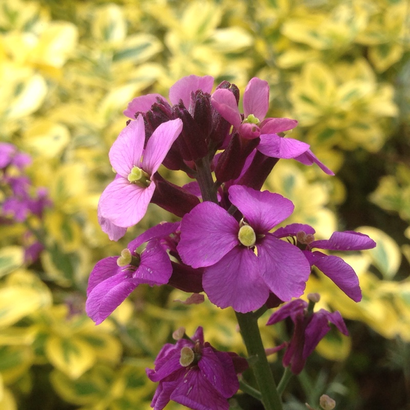 Plant image Erysimum 'Super Bowl Sunset'