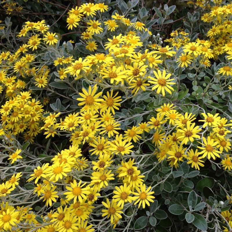 Plant image Senecio brachyglottis 'sunshine'