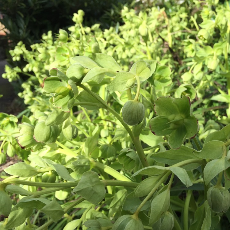 Plant image Helleborus dumetorum