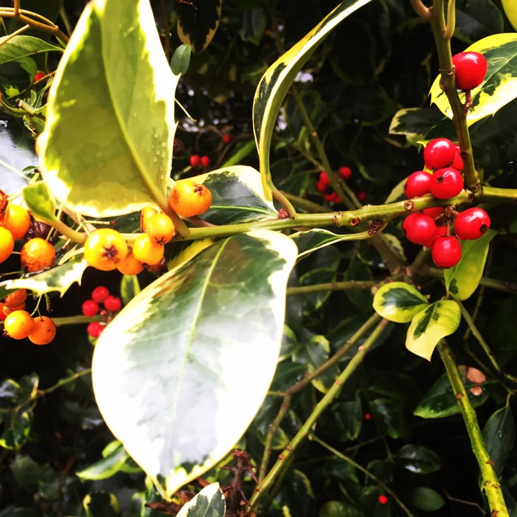 Plant image Ilex aquifolium 'Golden van Tol'