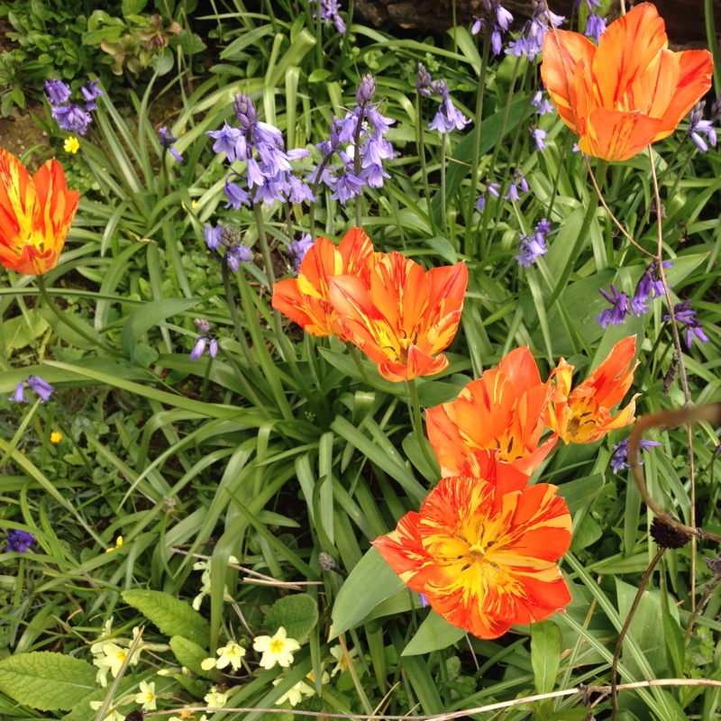 Plant image Tulipa 'Washington'