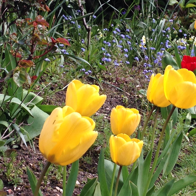 Tulipa 'Calimero', Tulip 'Calimero' (Double Early) - uploaded by @KatQ