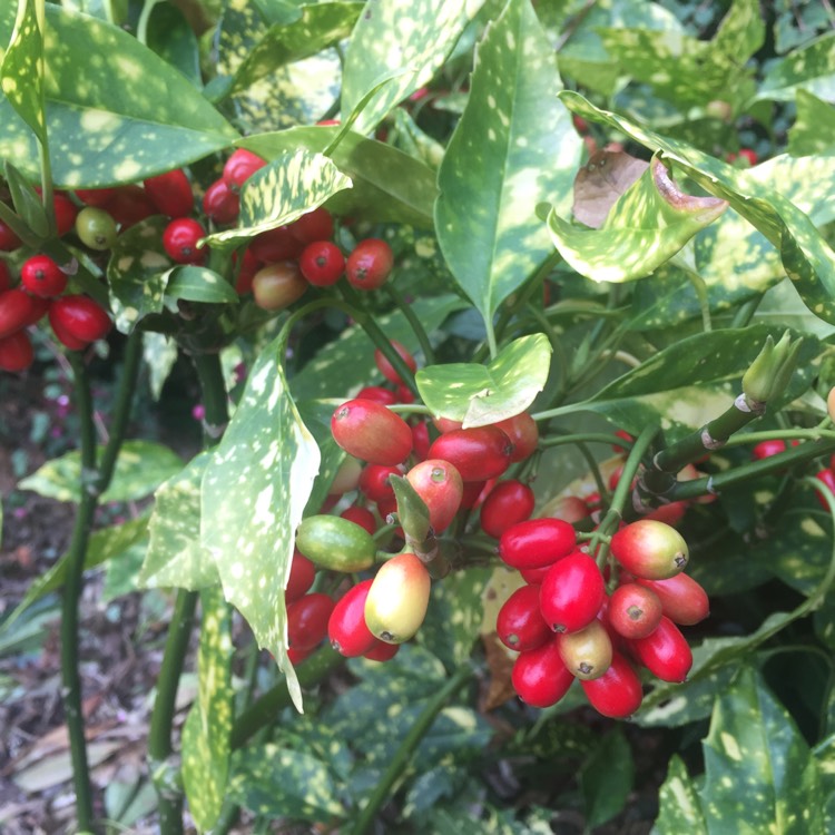 Plant image Aucuba japonica 'Golden King'