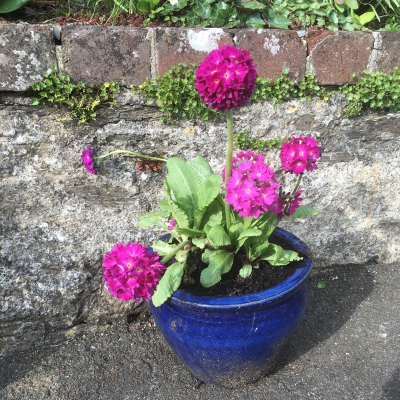 Drumstick Primrose 'Rubin'