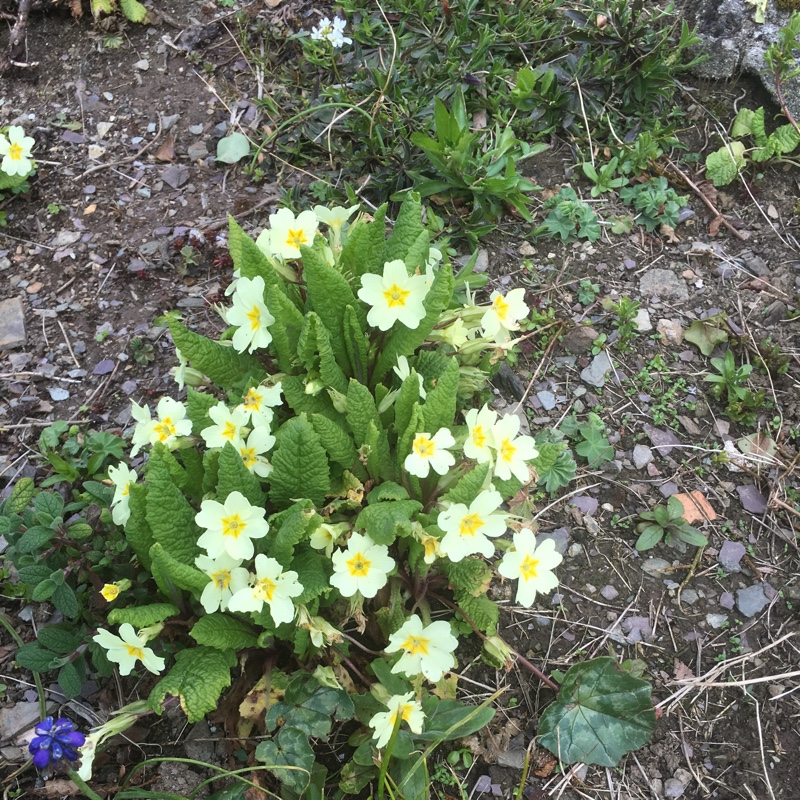 Native Primrose