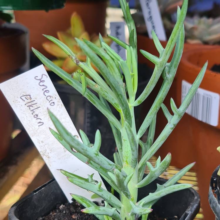 Plant image Senecio 'Elk Horns'