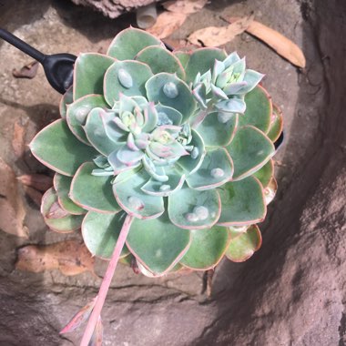 Echeveria 'Raindrops'