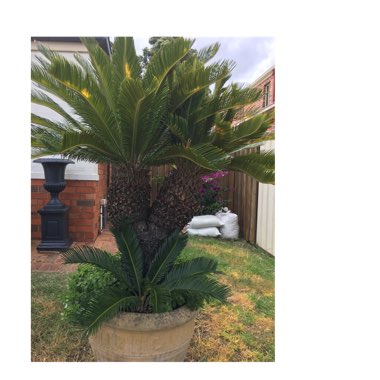 Sago Palm