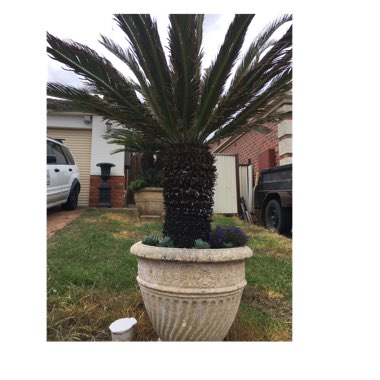 Sago Palm