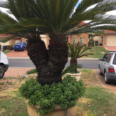 Sago Palm