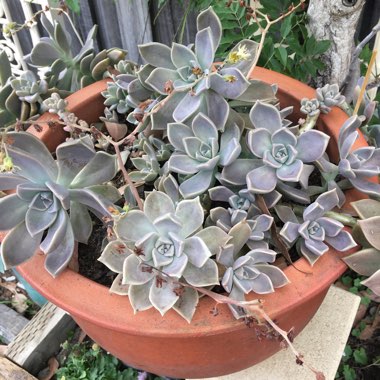 Graptopetalum 'Ghost plant'