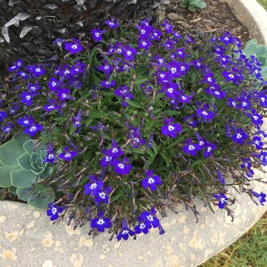 Lobelia 'Blue with Eye Palace'