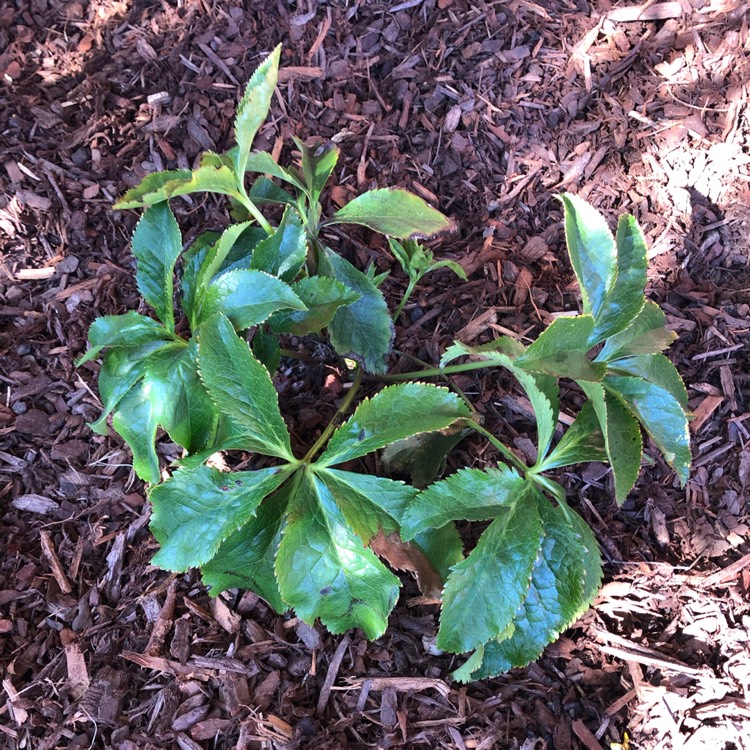 Plant image Helleborus x hybridus 'Credale Strain'