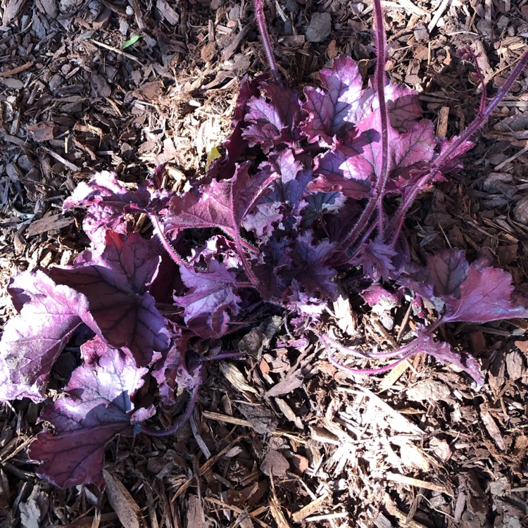 Plant image Heuchera 'Spellbound'