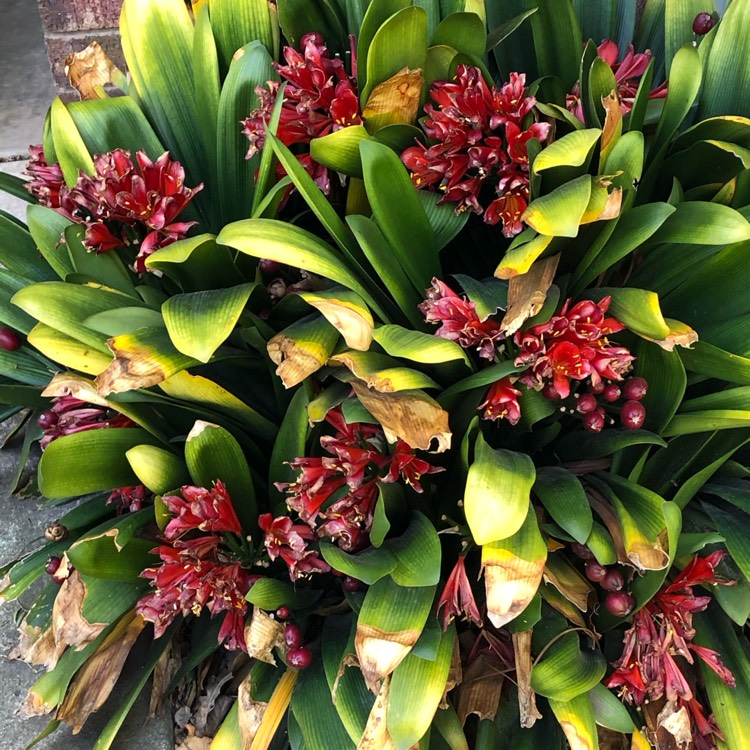 Plant image Clivia 'Belgium Hybrid Red'