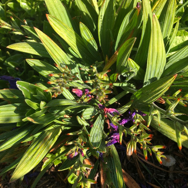 Plant image Babiana stricta