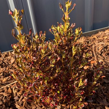 Coprosma 'Pacific Sunset'