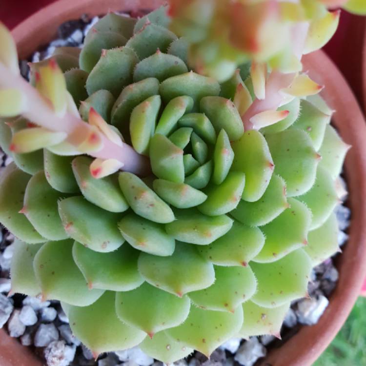 Plant image Echeveria Kircheriana