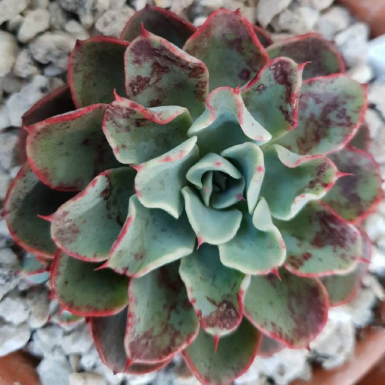 Plant image Echeveria Lara