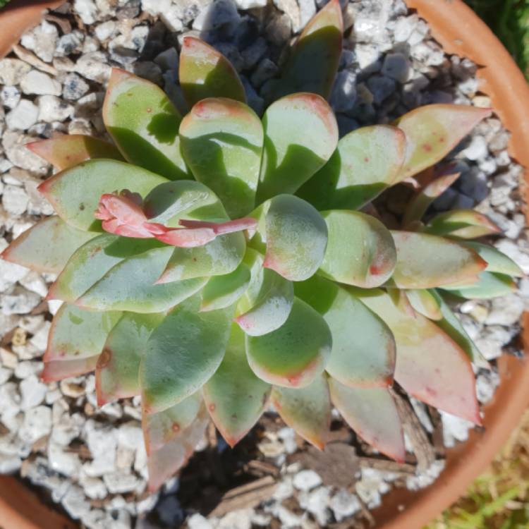 Plant image Echeveria Cleone