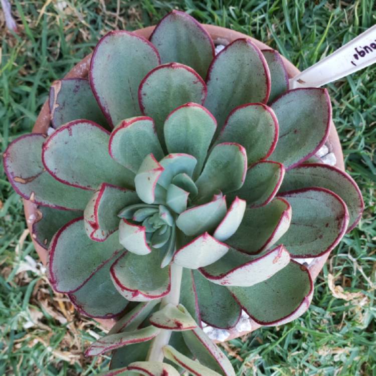 Plant image Echeveria Bella Rouge