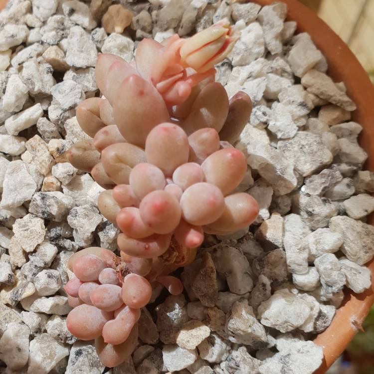 Plant image Pachyphytum machucae