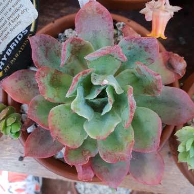 Echeveria Rainbow Sunset