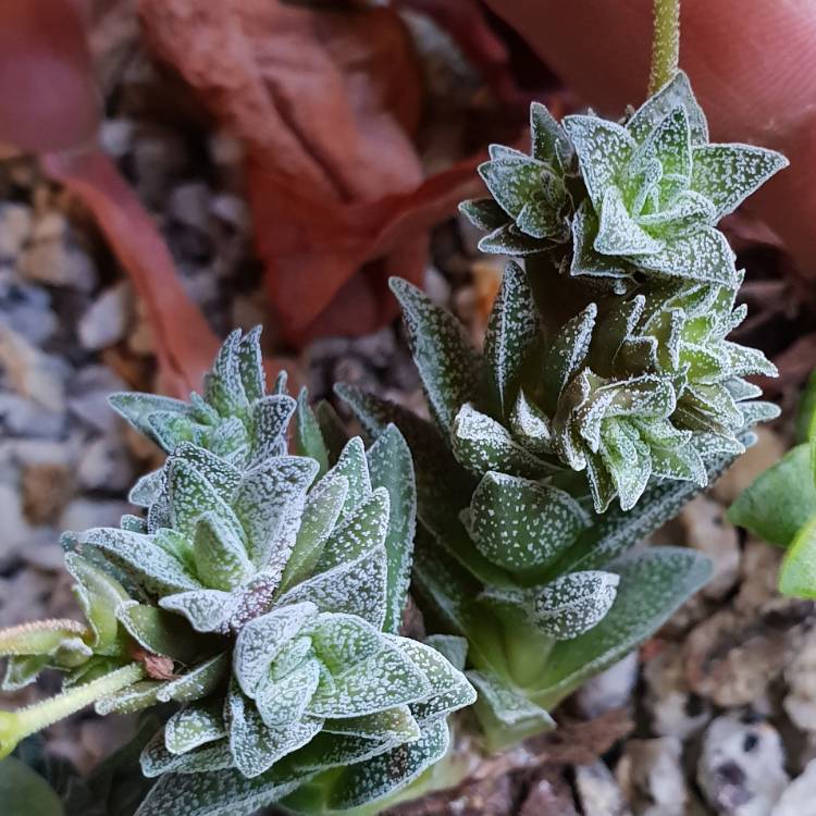 Plant image Crassula 'Frosty'