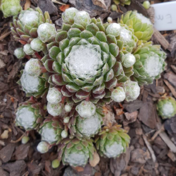 Plant image Sempervivum Arachnoideum Emily