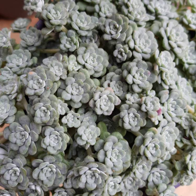 Plant image Sedum spurium 'Silver Blob'