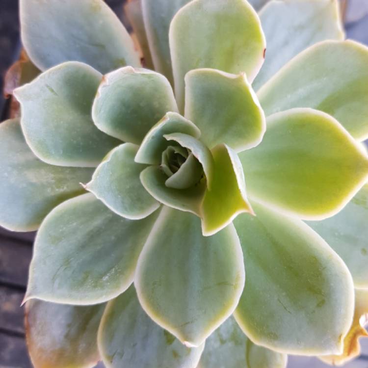 Plant image Echeveria Domingo